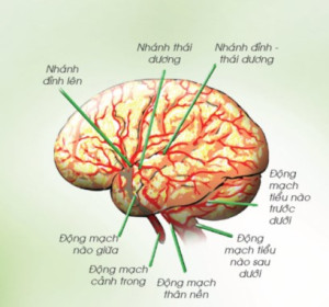 dinhduonghoc.com - dinh duong hoc