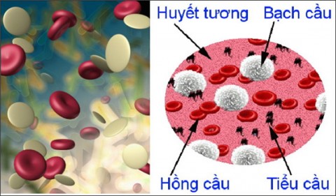dinhduonghoc.com - dinh duong hoc