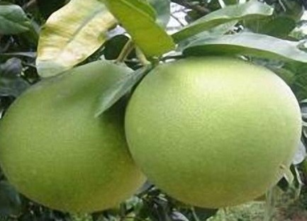 dinhduonghoc.com - 9 bài thuốc dân gian chữa bệnh dạ dày