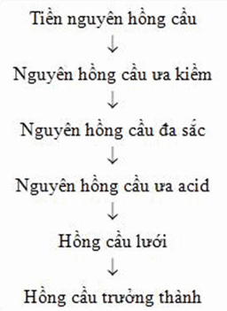 dinhduonghoc.com - sinh ly cua hong cau