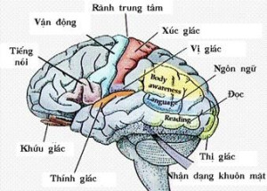 dinhduonghoc.com - dinh duong hoc