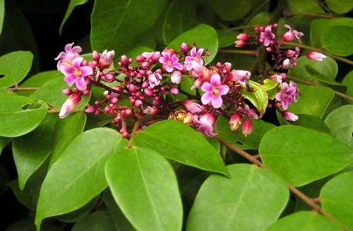 dinhduonghoc.com - 3 bài thuốc dân gian chữa mề đay