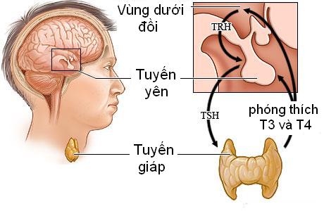 dinhduonghoc.com - tuyen giap