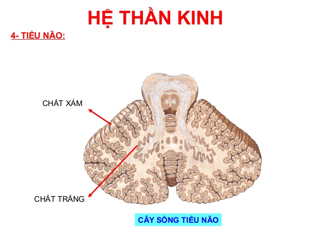 dinhduonghoc.com - dinh duong hoc