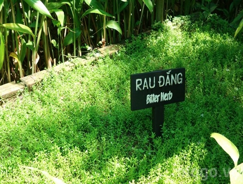 dinhduonghoc.com - rau đắng giải độc mát gan