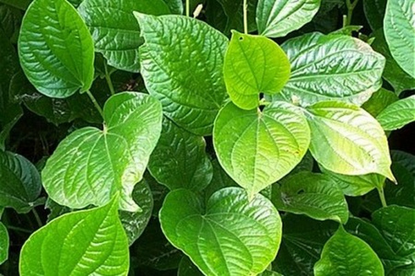 dinhduonghoc.com - mẹo chữa trị chứng mồ hôi tay chân