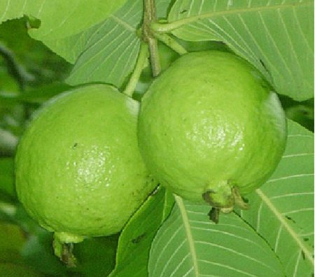 dinhduonghoc.com - công dụng tuyệt vời của trái ổi