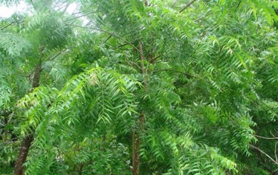 dinhduonghoc.com - cây neem