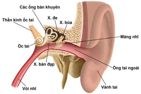dinhduonghoc.com - ù tai