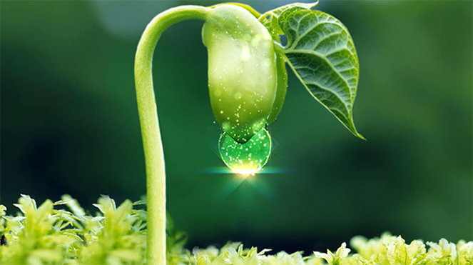 dinhduonghoc.com - mầm đậu nành giúp chống lại quá trình lão hóa và làm đẹp cho phái nữ