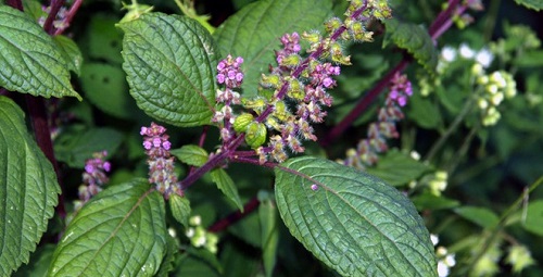 dinhduonghoc.com - tía tô