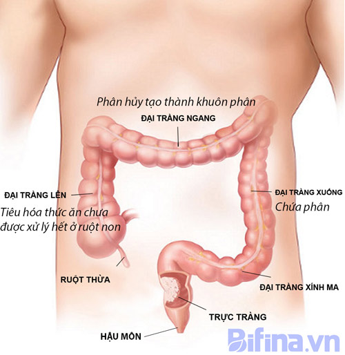 dinhduonghoc.com - chữa viêm đại tràng của người Nhật