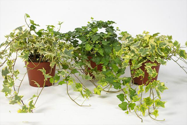 dinhduonghoc.com - 11 loại cây cảnh có thể hút khí độc cực tốt