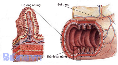 dinhduonghoc.com - chữa viêm đại tràng của người Nhật
