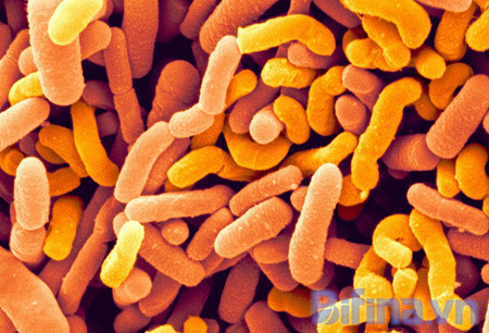 dinhduonghoc.com - học mẹ nhật cách chữa rối loạn tiêu hóa cho trẻ