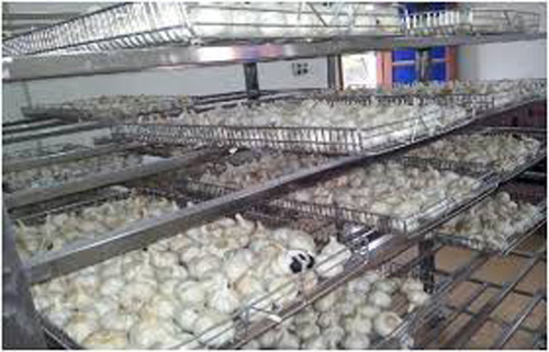 dinhduonghoc.com - công dụng thần kỳ của tỏi đen