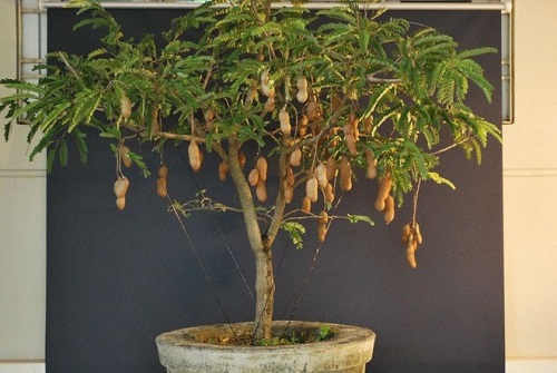dinhduonghoc.com - giải rựu bằng me