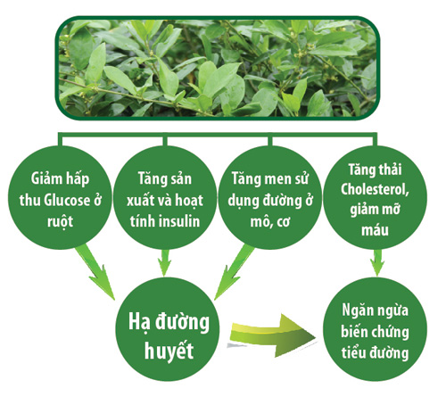 dinhduonghoc.com - sự thật về đông y chữa bệnh tiểu đường ở VN