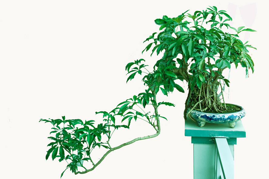 dinhduonghoc.com - 11 loại cây cảnh có thể hút khí độc cực tốt