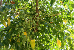 dinhduonghoc.com - Chữa bệnh đau lưng từ cây xoan