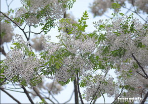 dinhduonghoc.com - Chữa bệnh đau lưng từ cây xoan