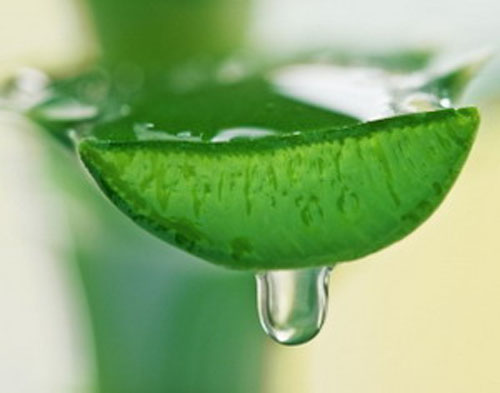 dinhduonghoc.com - Mẹo trị táo bón đơn giản với cây lô hội