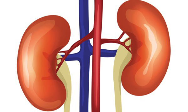 dinhduonghoc.com - Bài thuốc điều trị chứng đau lưng