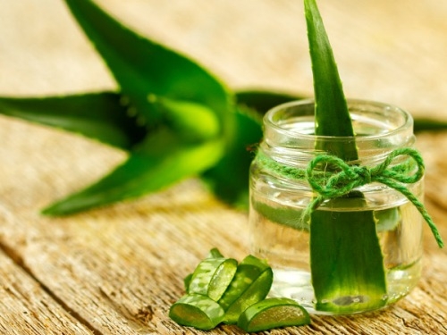 dinhduonghoc.com - Mẹo trị táo bón đơn giản với cây lô hội