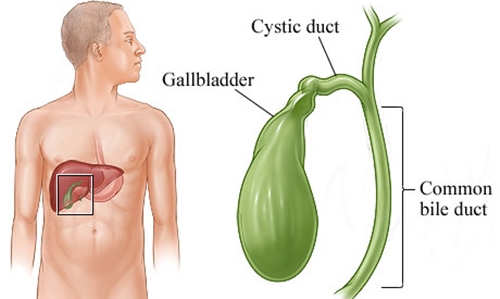 dinhduonghoc.com - Những bệnh thường gặp của túi mật