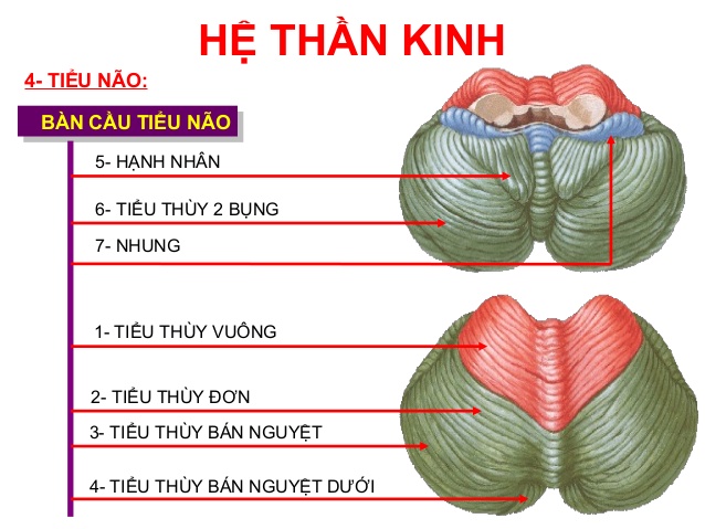 dinhduonghoc.com - dinh duong hoc
