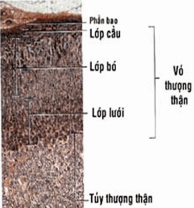 dinhduonghoc.com - Sinh lý nội tiết tuyến thượng thận