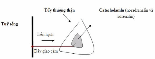 dinhduonghoc.com - Sinh lý nội tiết tuyến thượng thận