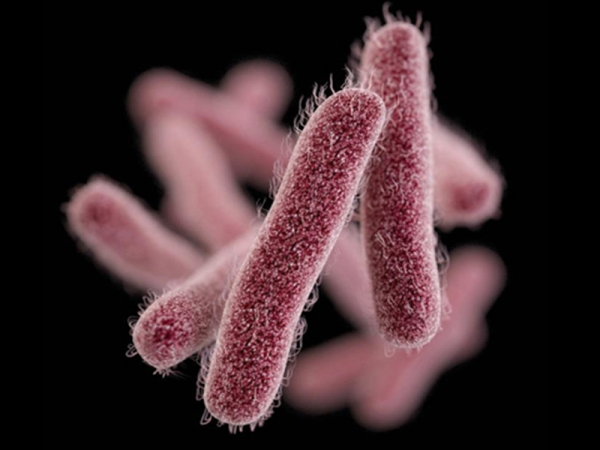 dinhduonghoc.com - Nhiễm vi khuẩn Shigella là gì? Cách phòng tránh và điều trị