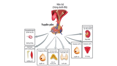 dinhduonghoc.com - Phái đẹp làm gì khi tuyến yên suy yếu?