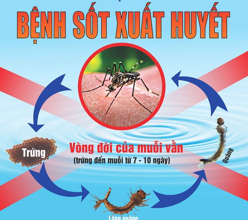 dinhduonghoc.com - Bệnh sốt xuất huyết là gì? Cách phòng chống và điều trị