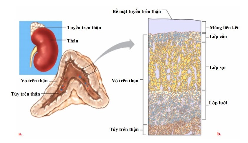 dinhduonghoc.com - Sinh lý nội tiết tuyến thượng thận