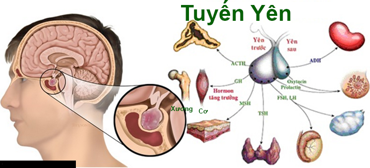 dinhduonghoc.com - Suy tuyến yên gây nên nhiều bệnh lý nghiêm trọng