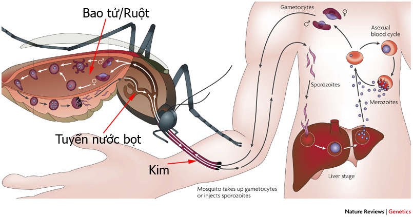dinhduonghoc.com - Bệnh sốt rét là gì? Cách phòng ngừa và điều trị