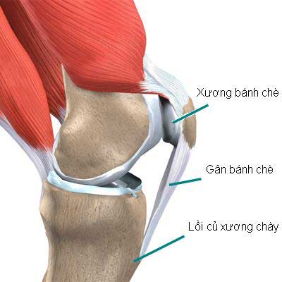 dinhduonghoc.com - Viêm gân bánh chè là gì?