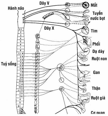 dinhduonghoc.com - Sinh lý thần kinh tủy sống