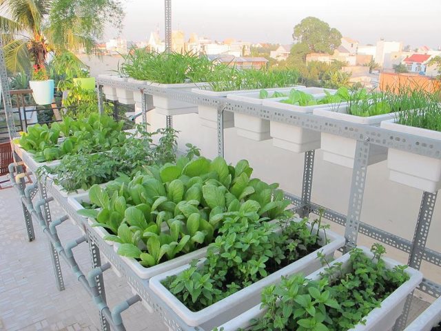 dinhduonghoc.com - Ăn rau sống thế nào cho đúng?