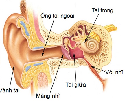 dinhduonghoc.com - Viêm tai giữa là gì?