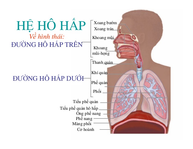 dinhduonghoc.com - Viêm đường hô hấp trên là gì?