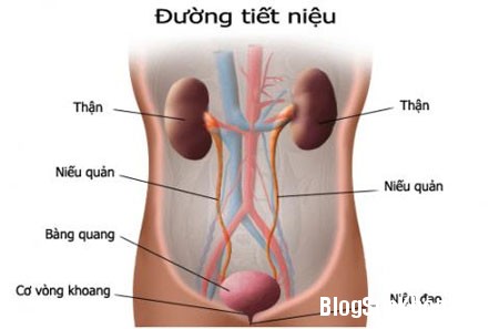 dinhduonghoc.com - Nhiễm trùng đường tiết niệu là gì?