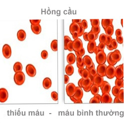 dinhduonghoc.com - dinh duong hoc