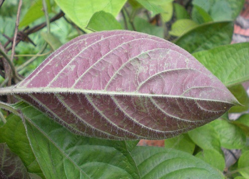 dinhduonghoc.com - lá mơ lông có công dụng chữa 5 loại bệnh