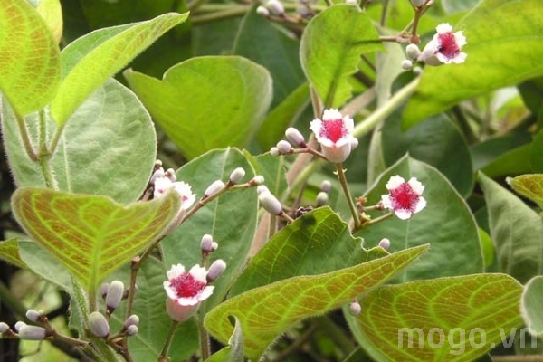 dinhduonghoc.com - lá mơ lông có công dụng chữa 5 loại bệnh