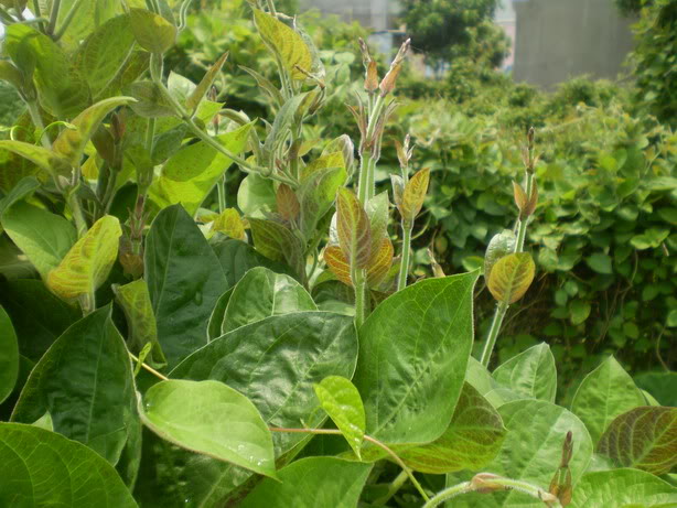 dinhduonghoc.com - lá mơ lông có công dụng chữa 5 loại bệnh