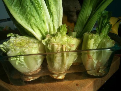 dinhduonghoc.com - cách trồng rau củ tại nhà