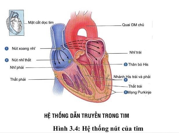dinhduonghoc.com - cấu tạo và chức năng của tim người